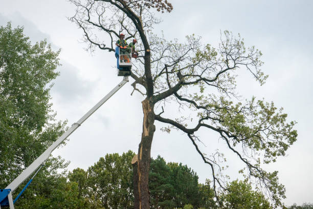 Tree Root Removal in Huron, CA